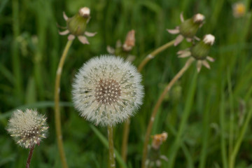 Pusteblume