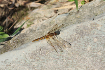 Wild dragon fly in nature