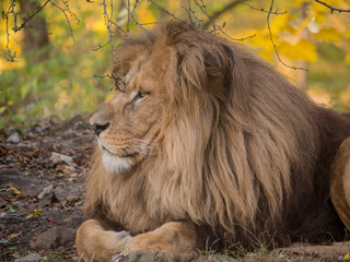 Lion male relaxing portrait view in yellow colors