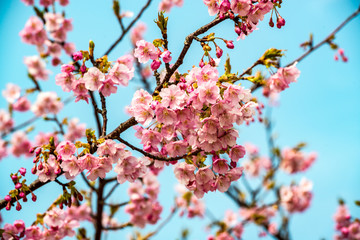 Obraz premium 四浦の河津桜