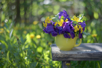 colorful bunch of purple irises and yellow flowers of celandine in a yellow cup on a wooden bench