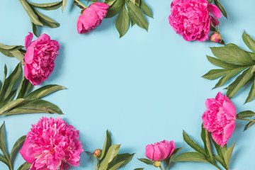 Beautiful pink peony flowers as frame on punchy pastel blue. Copy space and close up. Top view. Flat lay.