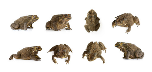 Obraz premium Group of toad(Bufonidae) isolated on a white background. Amphibian. Animal.