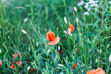 Red ponceau flowers in the green field. Nature flowers image concept in the field. Red flowers with green grass