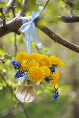 still life with a bouquet of yellow dandelions and blue Muscari flowers in a glass jar hanging on a tree branch in the sunlit garden