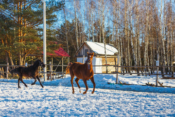 Plakat Two young black and red Arabian stallions run gallop along the parade ground. It is snowing, but spring has come