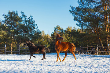 Two young black and red Arabian stallions run gallop along the parade ground. It is snowing, but spring has come