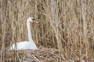 Swan lying in the nest