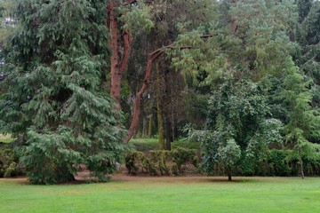 beautiful green meadow in the forest