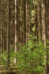 Coniferous forest at summer day