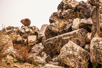 cony over the rocks of Nimrod Fortress, Israel