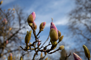 Pink magnolia