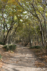 Small Utrish, Caucasus,  Russia