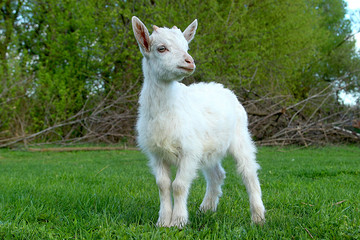 White little goat on the meadow