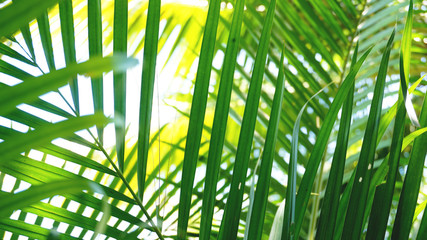Obraz na płótnie Canvas Tropical palm leaves, floral pattern background, real photo