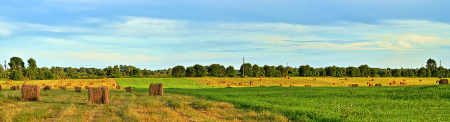 Fototapeta premium Panorama of the summer landscape with haystacks