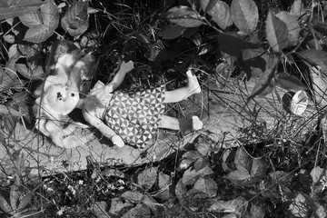Lost doll in grass