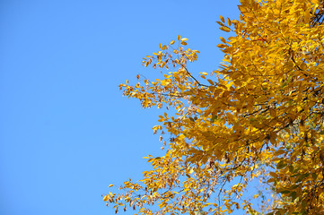 Yellow Autumnal foliage