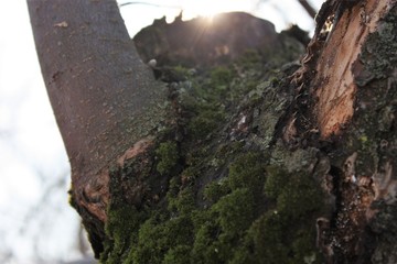 The moss grows heavily on the bark of an old apple tree and creates an attractive texture.