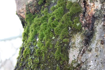 The moss grows heavily on the bark of an old apple tree and creates an attractive texture.