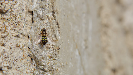 insetto ape macro fotografia
