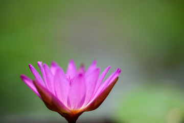 Obraz na płótnie Canvas close up little lotus flower