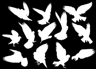 twelve isolated white pigeons