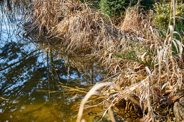 Dry grass bent over the mirror surface of the pond and closes the coastline. Reflection of the blue sky in the mirror of the magic pond. Winter sunny day. A pacifying landscape. Selective focus.
