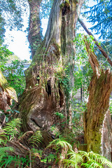 樹齢3000年の神聖な楠　The sacred camphor tree. Since it is said that it lives over 3000 years, It is treated as a natural treasure.