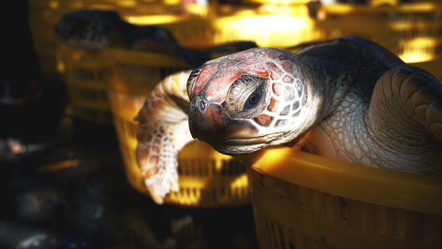 The turtle in a basket on the ground