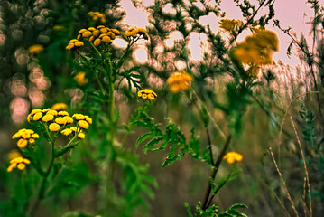 Kleine liebliche gelbe Blumen in einen Feld aus prächtigen grünen Gras