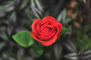 Red rose flower in nature for Valentines day anniversary.