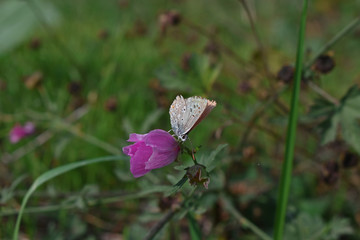 Butterfly on flower . Butterfly perched on a rose flower . Autumn, colorful butterfly, flowering pink flower, green meadow.