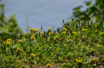 Spring meadow with blooming dandelions. Background.