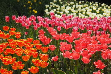 色とりどりのチューリップ