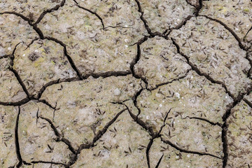 Cracked earth on dray season, Image of drying mud which can be used as background or pattern.