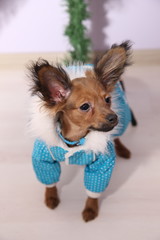 toy-terrier, blue, dog clothes, look, nose, muzzle, big ears, brown, little dog, puppy, dog in the hood