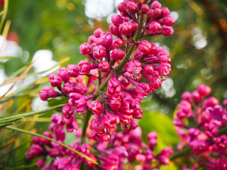 Lilac flowers closeup