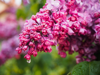 Drop of rain on a lilac inflorescence