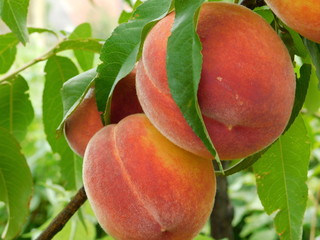 Ripe peaches on a tree branch