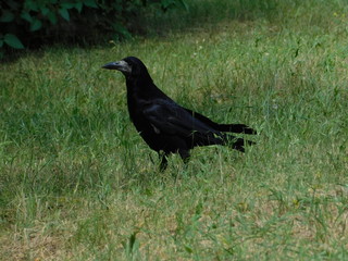 black raven walking on green grass