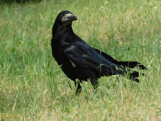black raven walking on green grass