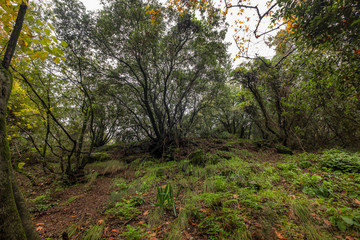 forest, Nahal Snir nature reserve,Israel