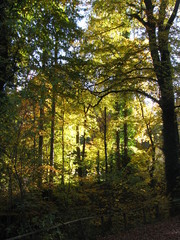 Fototapeta premium Herbst und Romantik in der Eifel