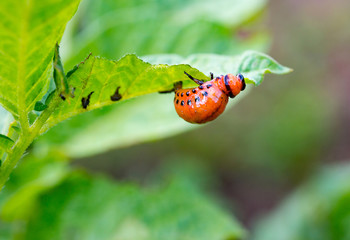 Colorado potato beetle larvae
