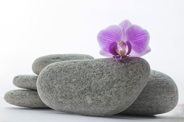 Fototapeta na wymiar Purple orchid blossom on a grey roundstone, four more stones behind it - white background