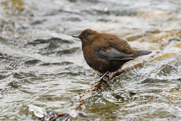 カワガラス(Brown Dipper)