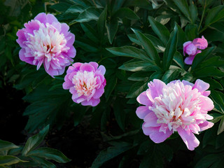 Peony flowers in summer park