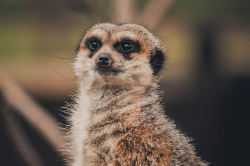 Fototapeta premium Spectacular portrait of a meerkat. Animal