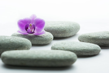 Five flat grey roundstones  and a purple orchid flower lying on one of them - white background